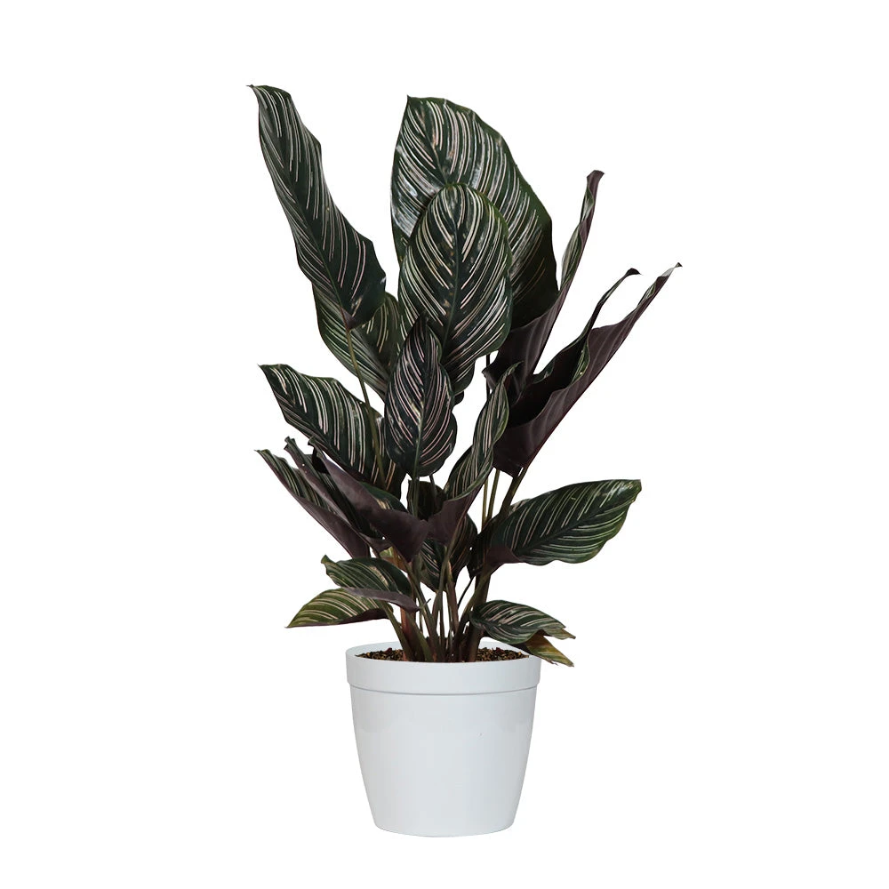 Calathea Ornata - Image 4
