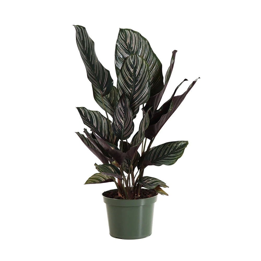 Calathea Ornata - Image 5