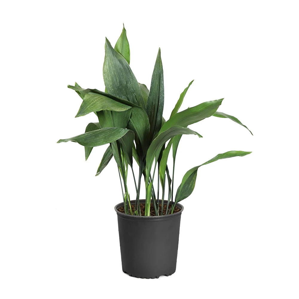 Cast Iron Plant - Image 9