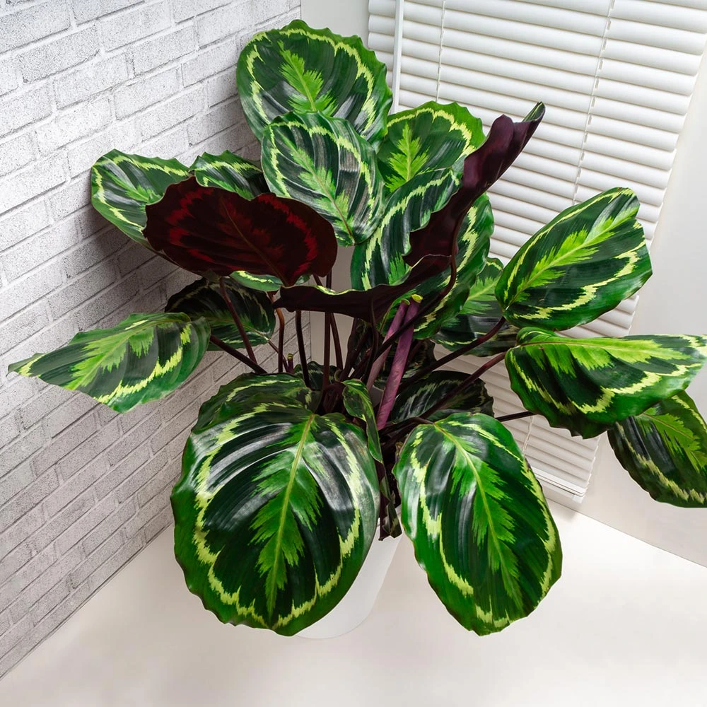 Calathea Medallion - Image 2