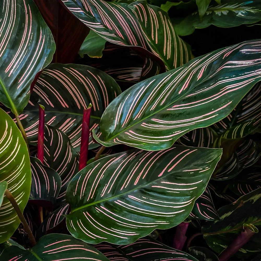 Calathea Ornata - Image 3