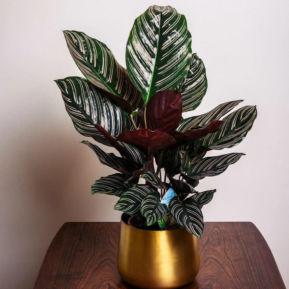 Calathea Ornata - Image 2