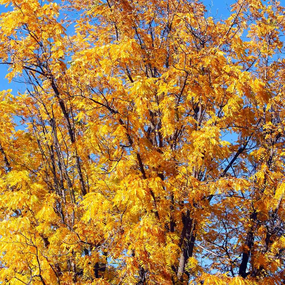 Chandler Walnut Tree - Image 3