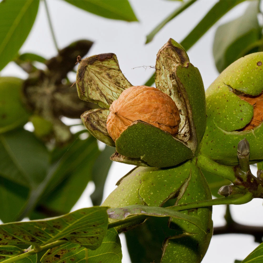 Chandler Walnut Tree - Image 2