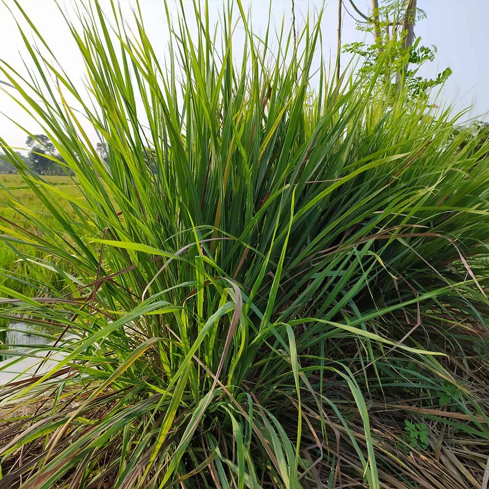 Citronella Grass - Image 2
