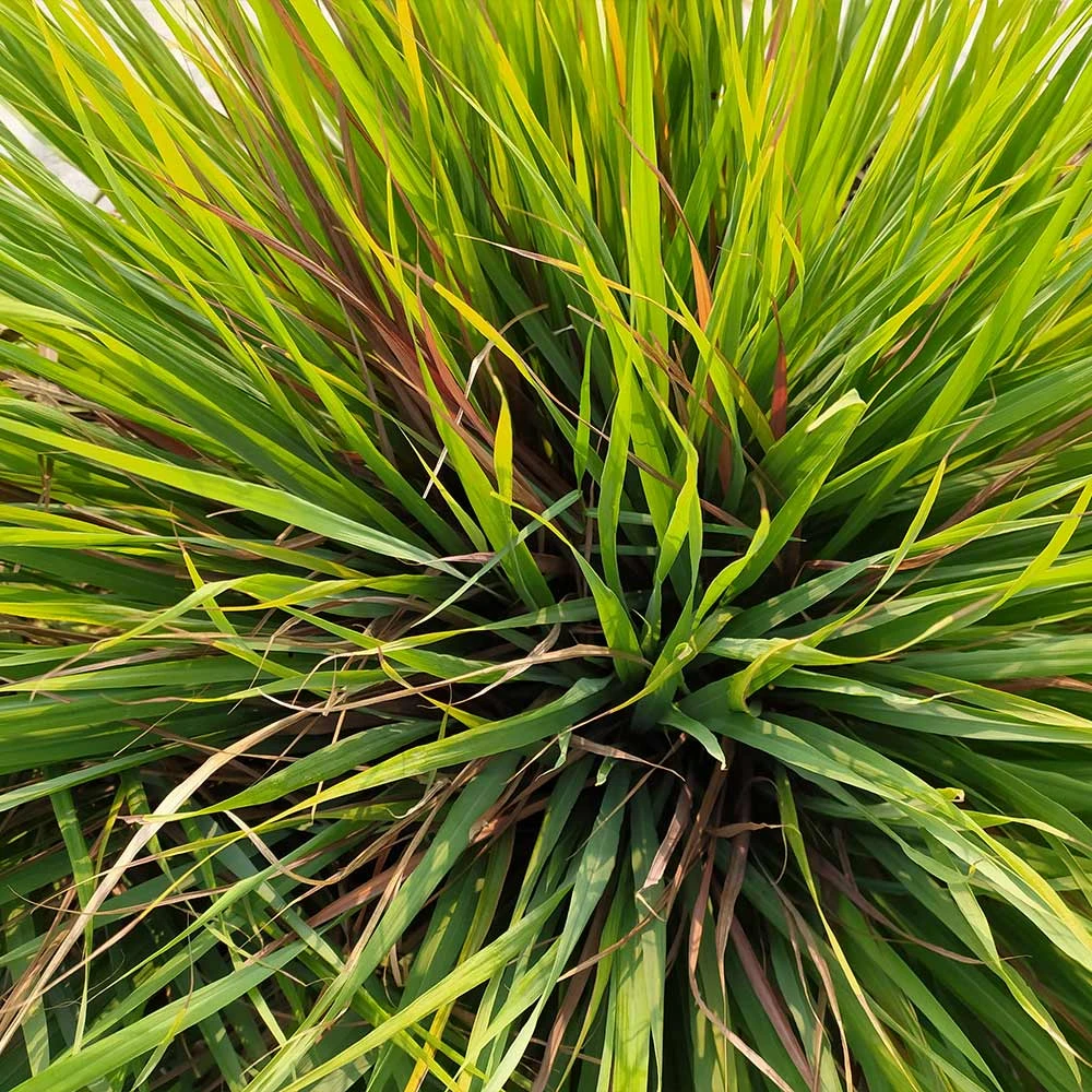 Citronella Grass - Image 3