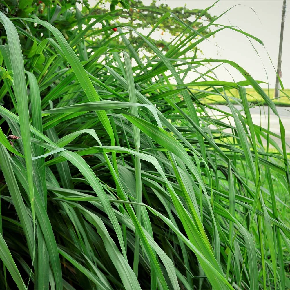 Citronella Grass - Image 4