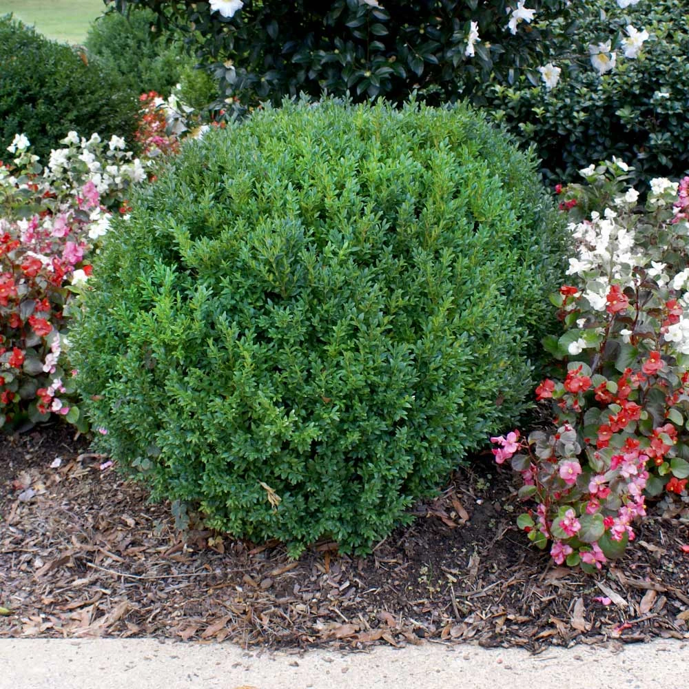 Compacta Japanese Holly Shrub - Image 2