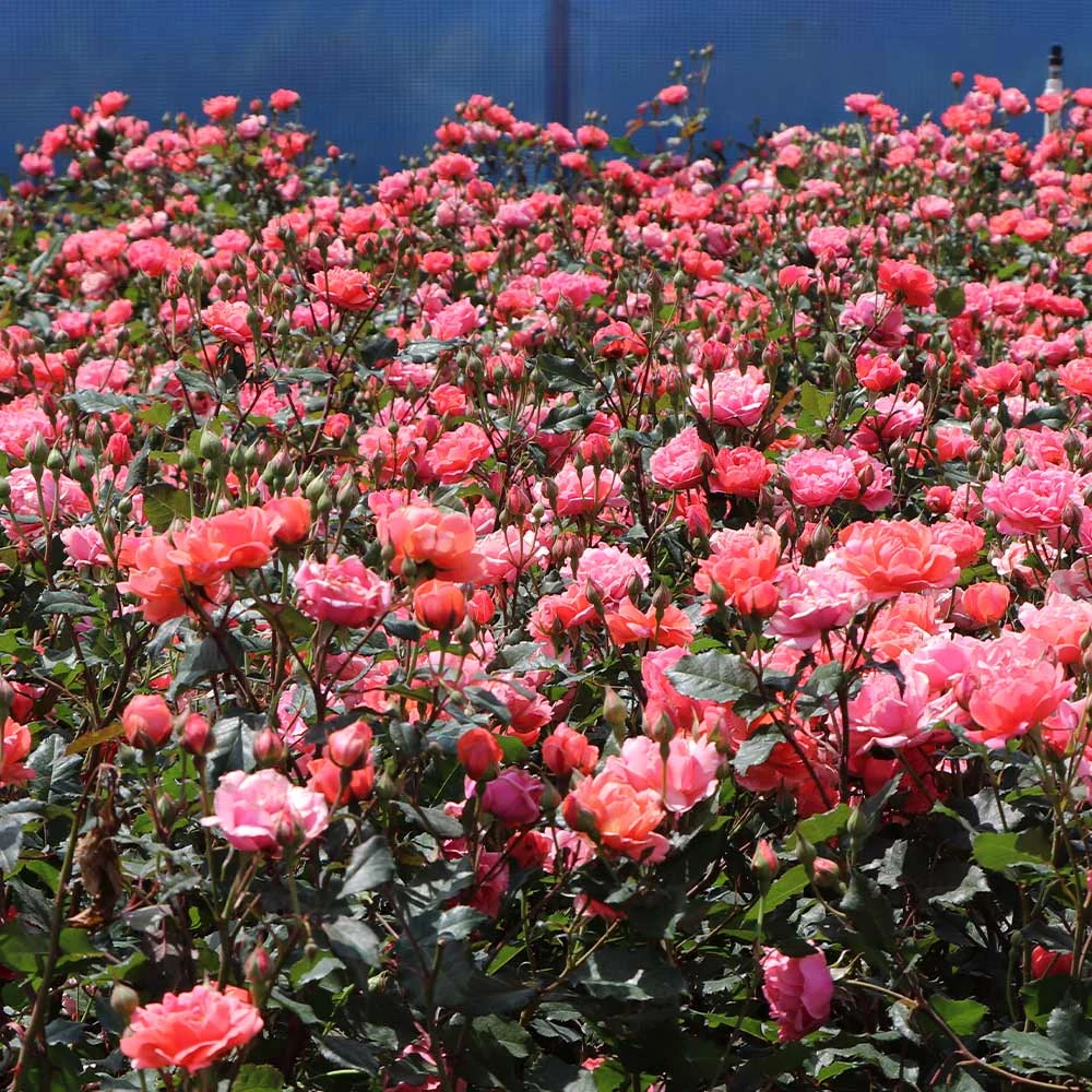 Coral Knock Out® Rose Shrub - Image 3