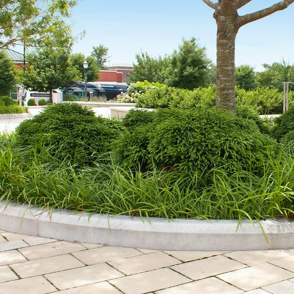 Cryptomeria 'Globosa Nana' - Image 4