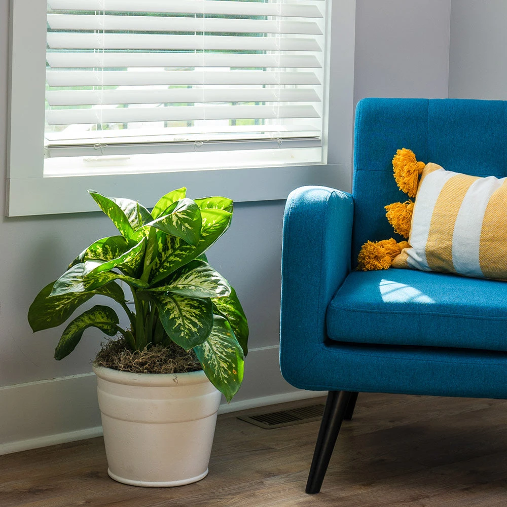 Tropic Snow Plant - Image 4