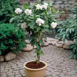 Double Blooming Gardenia Tree