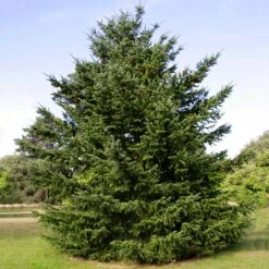 Douglas Fir Tree