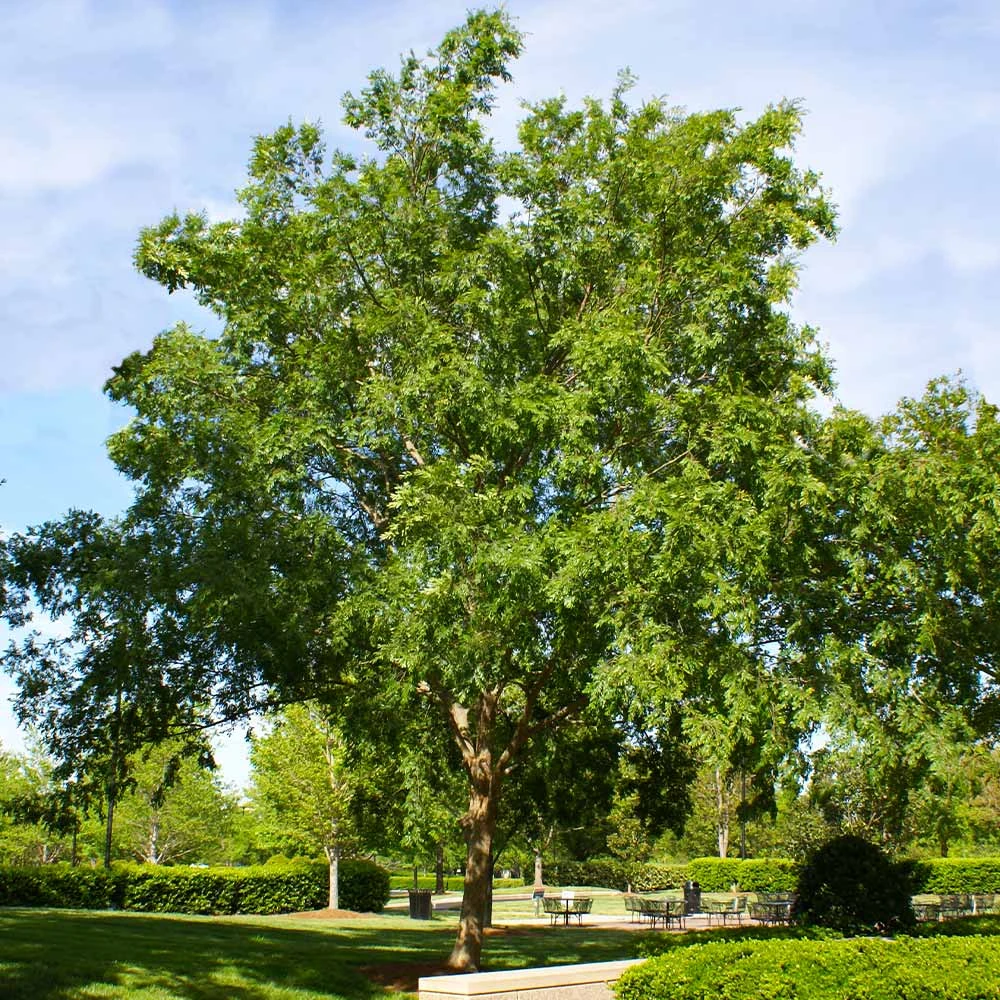Drake Chinese Elm Tree - Image 2