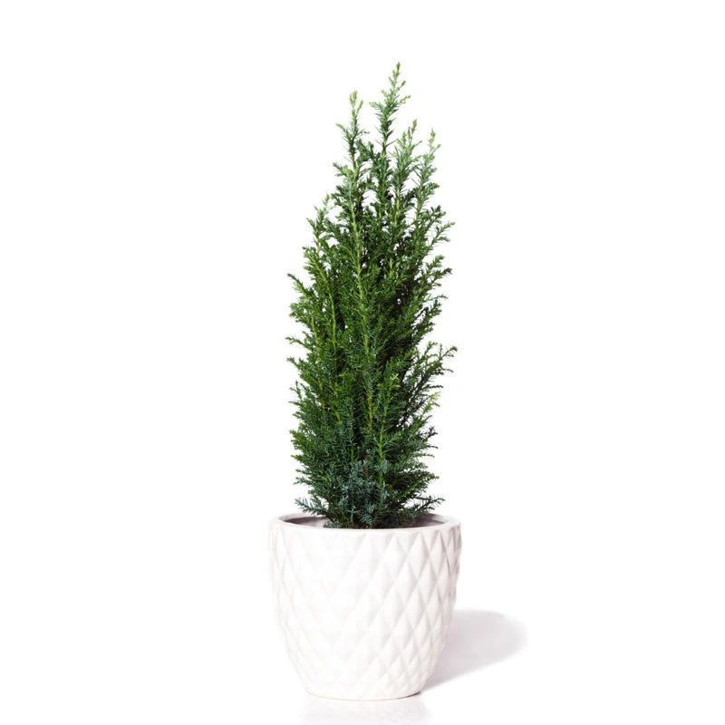 Dwarf Italian Cypress Tree - Image 3