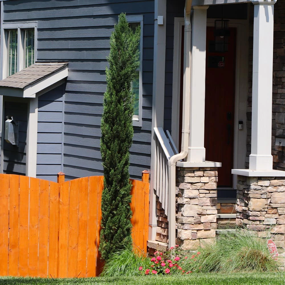 Dwarf Italian Cypress Tree - Image 4