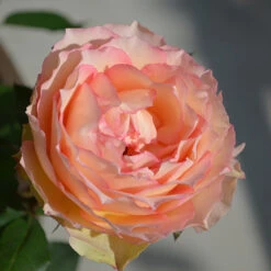 Euphoria® Rose Shrub