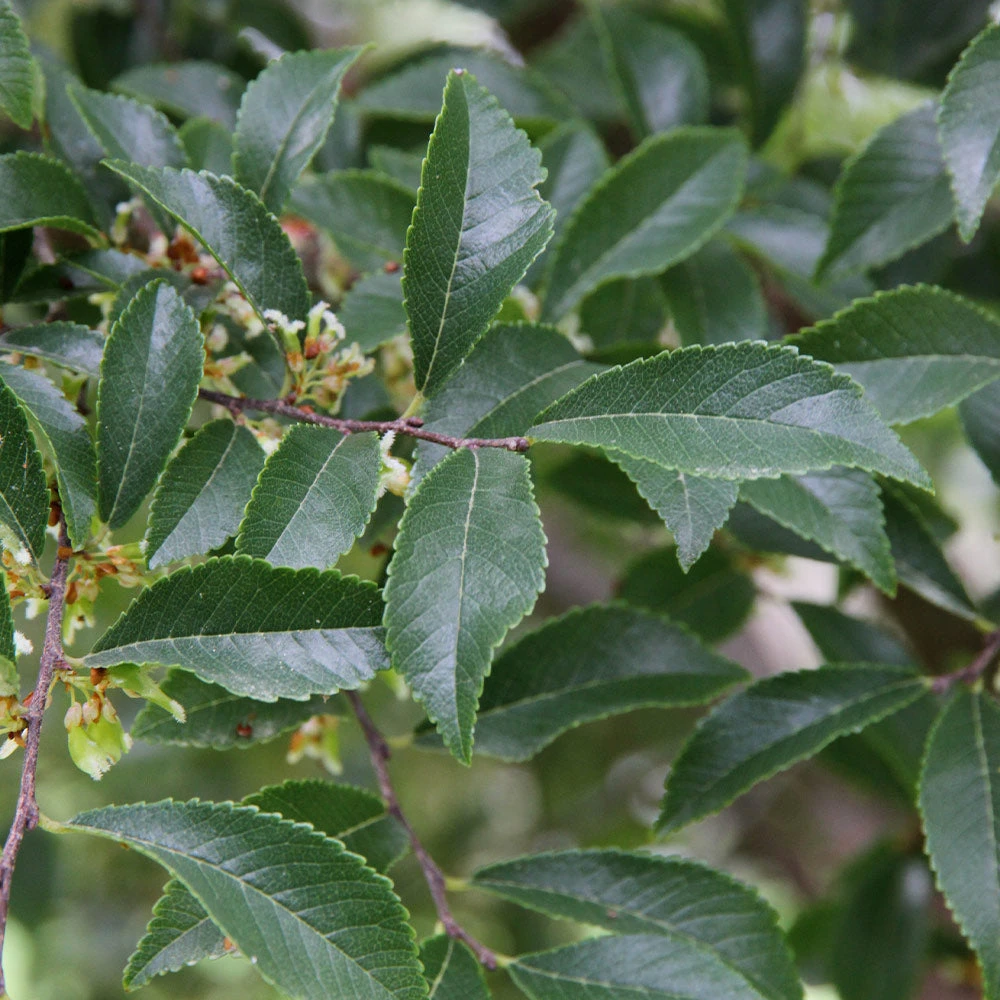 Emerald Flair Elm - Image 3