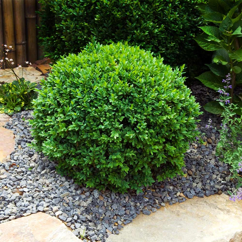 Dwarf English Boxwood Shrub - Image 2