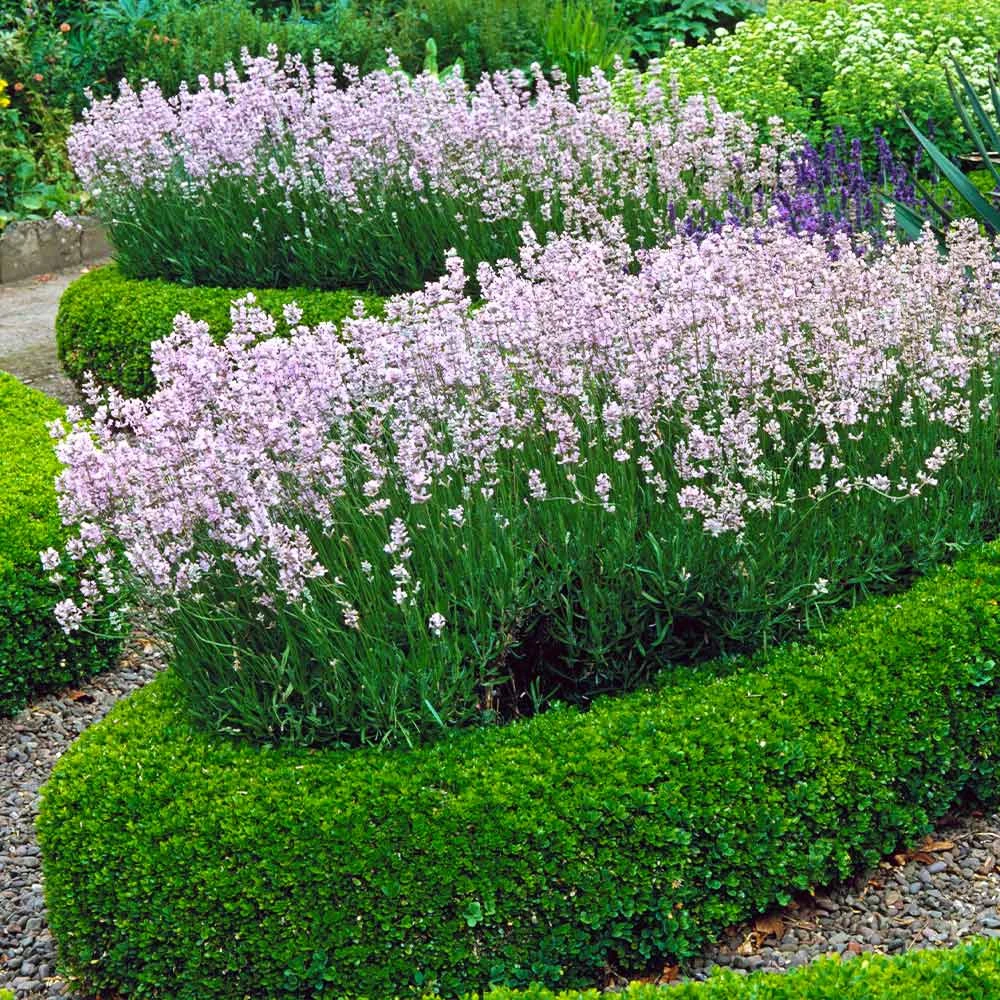 Dwarf English Boxwood Shrub - Image 5