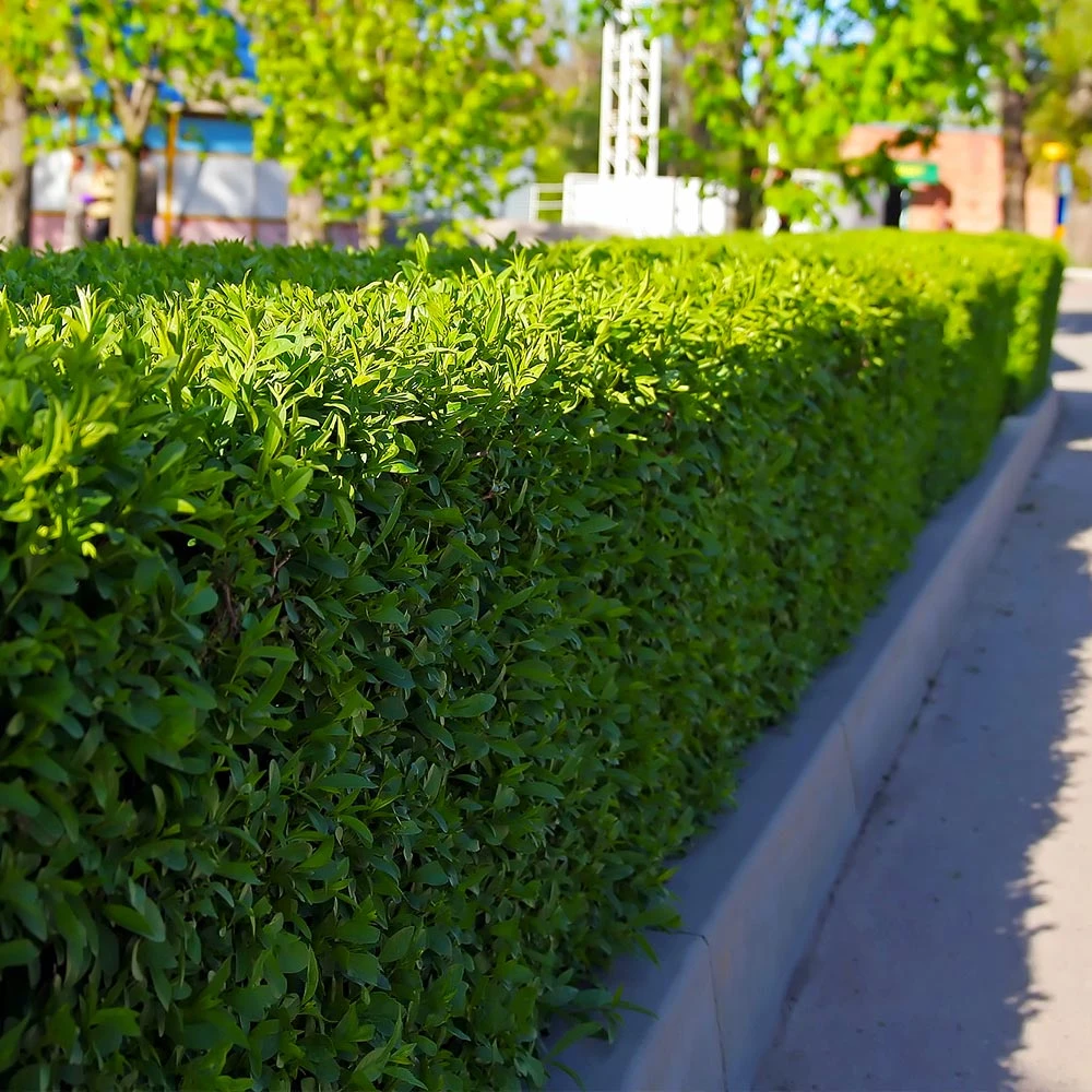Dwarf English Boxwood Shrub - Image 4