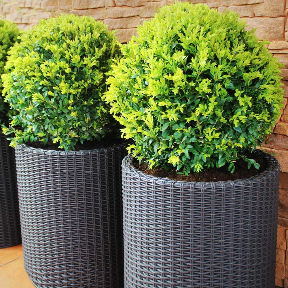 Dwarf English Boxwood Shrub - Image 3