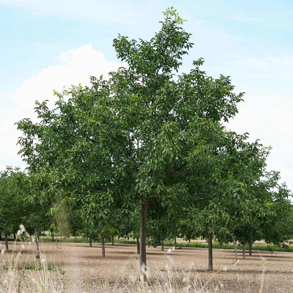 Carpathian English Walnut Tree - Image 4