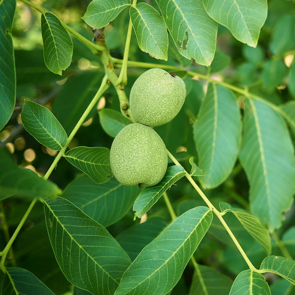 Carpathian English Walnut Tree - Image 3