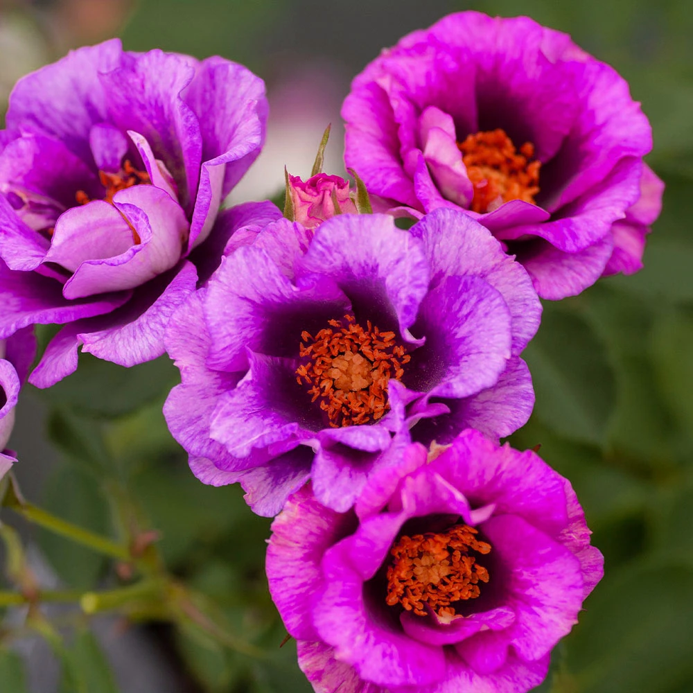 Eyeconic® Plum Lemonade Rose - Image 3