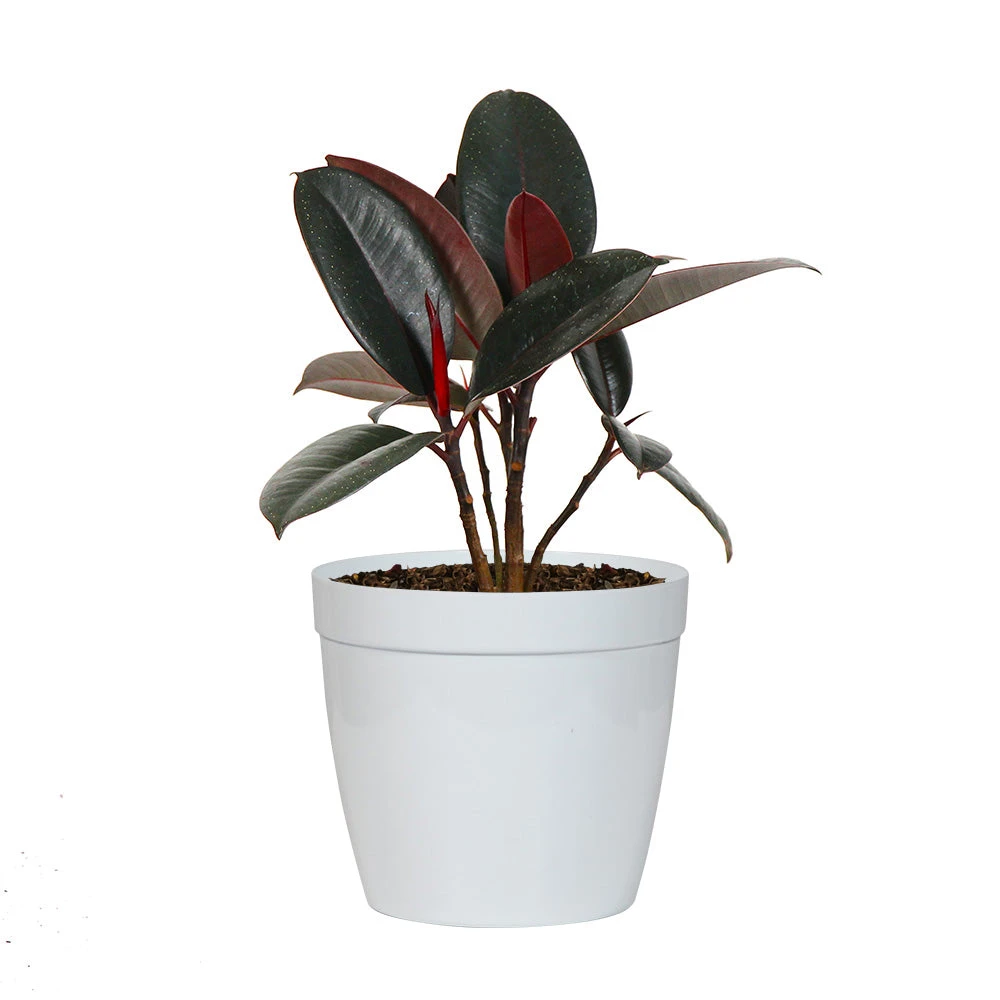 Rubber Tree Plant - Image 9