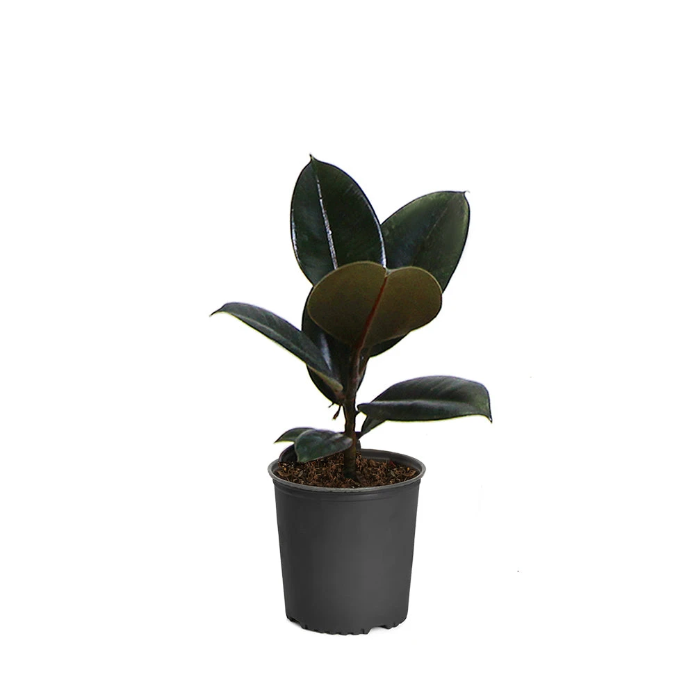 Rubber Tree Plant - Image 10