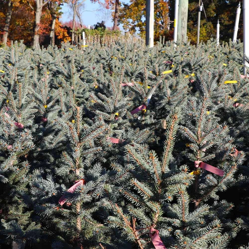 Fat Albert Colorado Blue Spruce - Image 3
