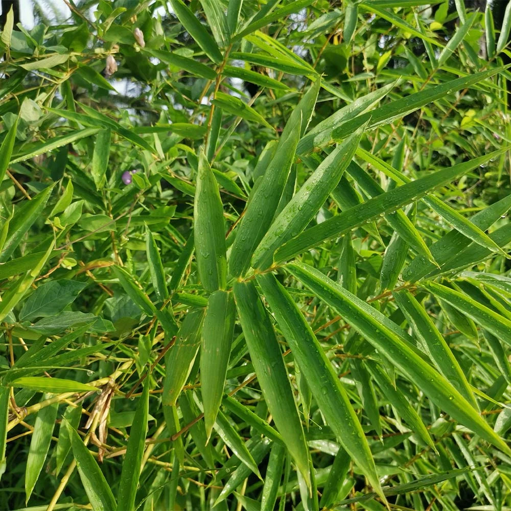 Fernleaf Bamboo - Image 2
