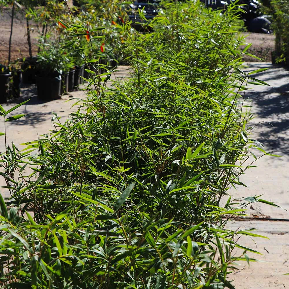 Fernleaf Bamboo - Image 4