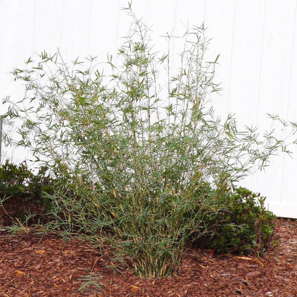 Fernleaf Bamboo - Image 3