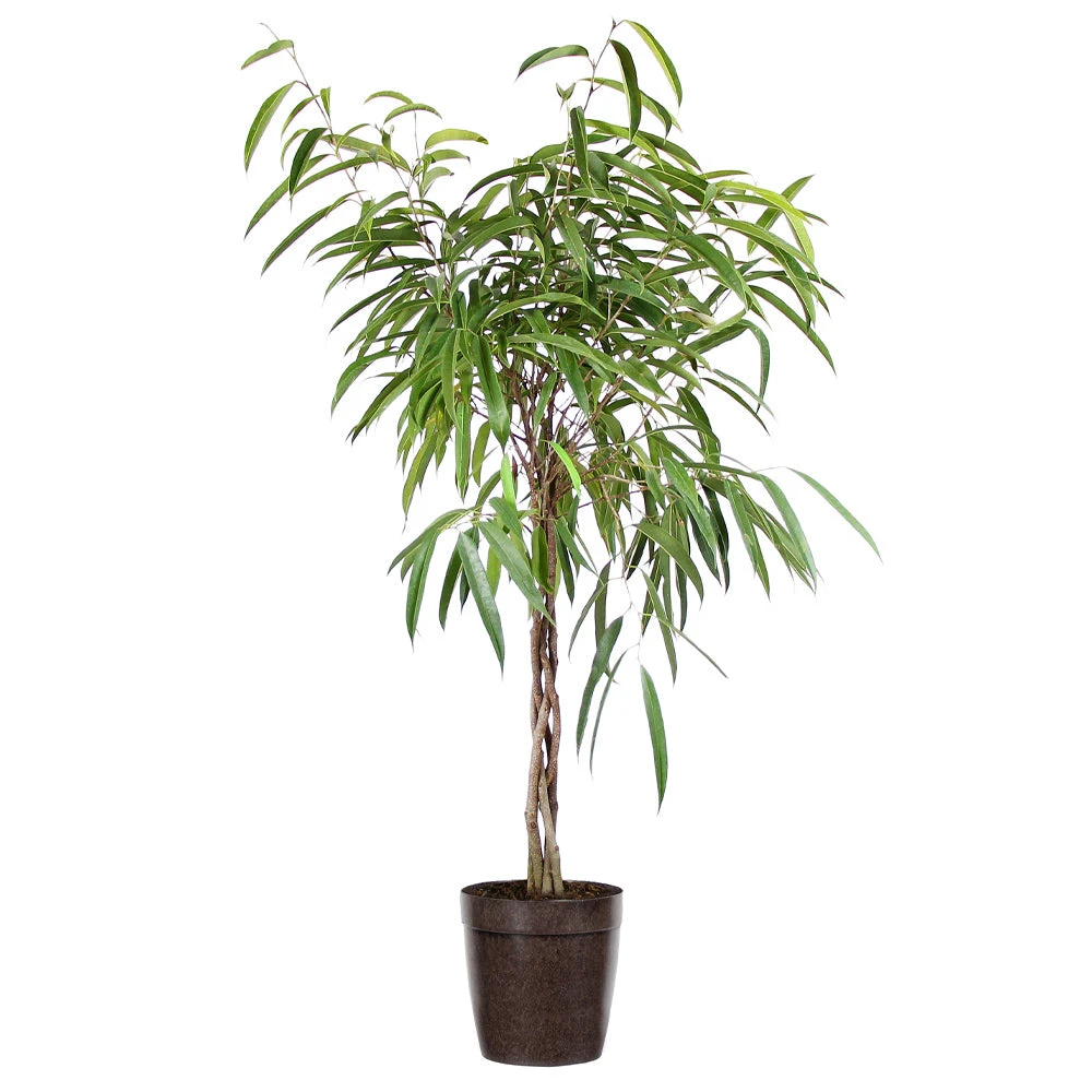 Ficus Alii Braid Plant - Image 4