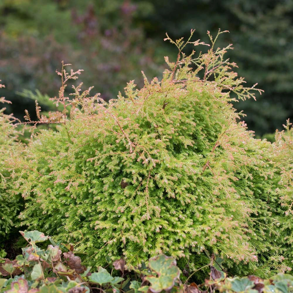 Fire Chief™ Thuja Shrub - Image 3