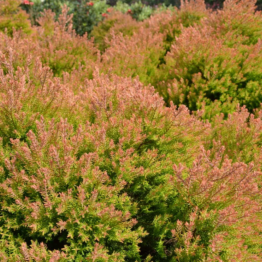 Fire Chief™ Thuja Shrub - Image 2