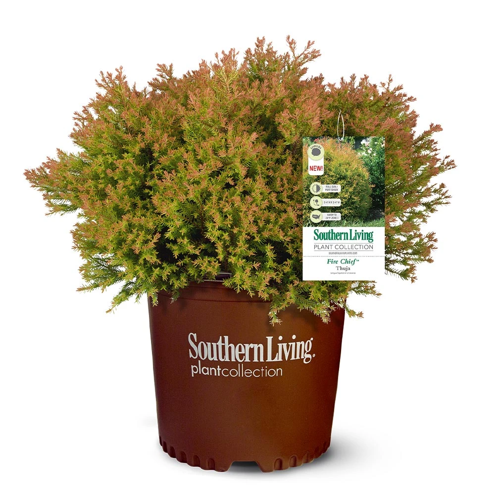 Fire Chief™ Thuja Shrub - Image 4