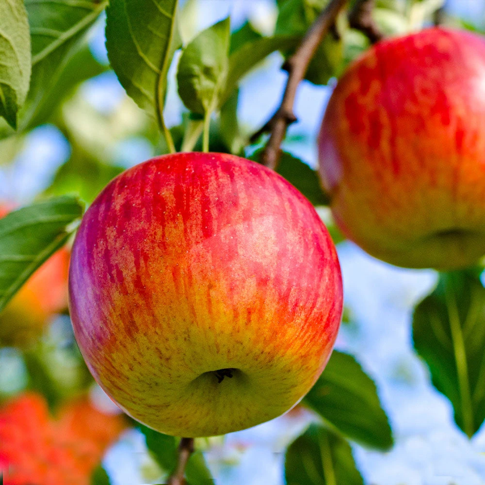 Fuji Apple Tree - Image 2