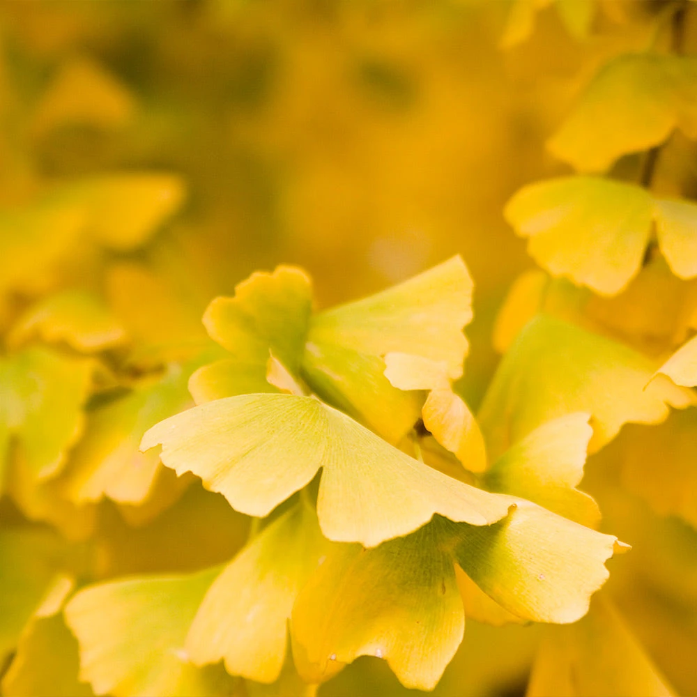 Goldspire Ginkgo Tree - Image 3