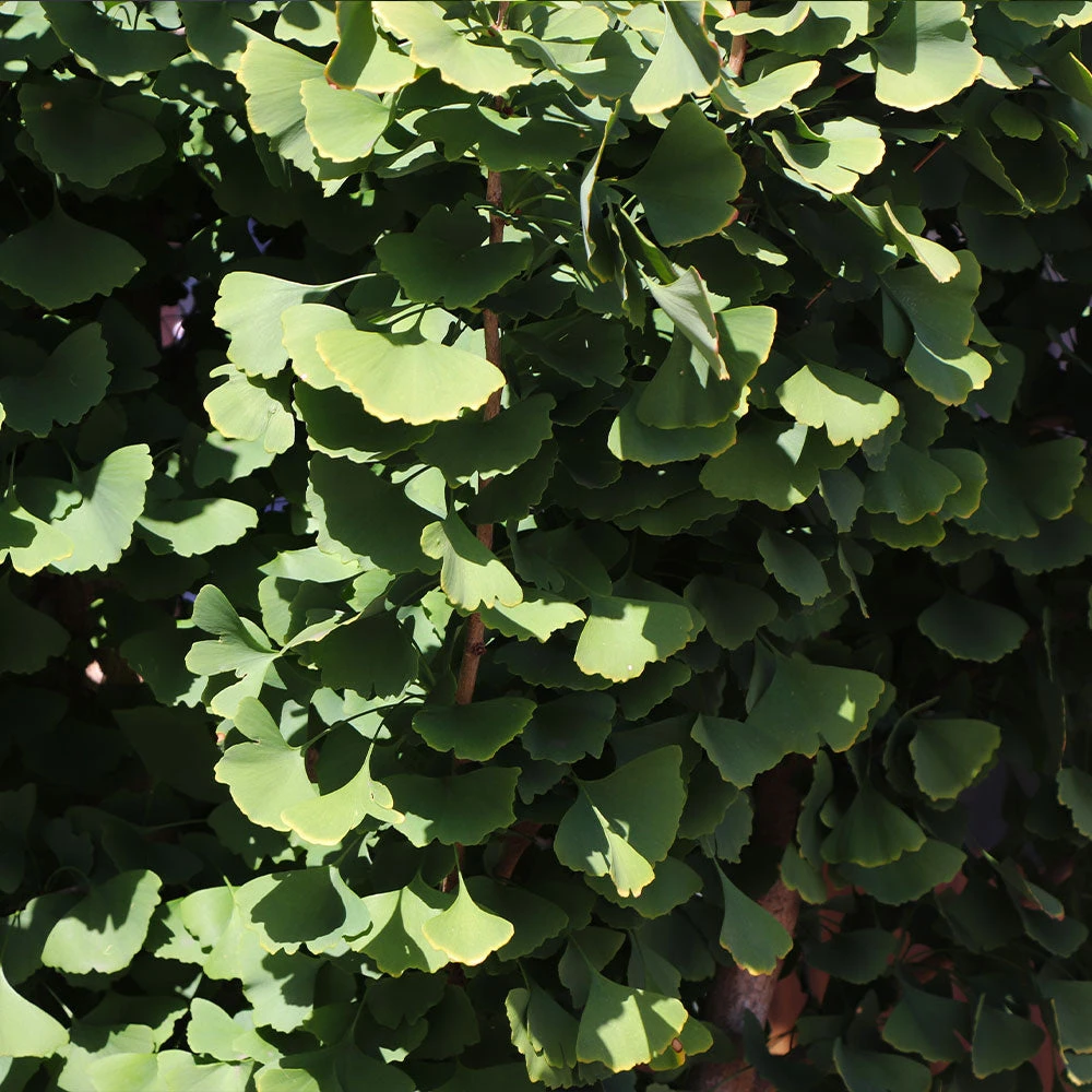 Goldspire Ginkgo Tree - Image 5