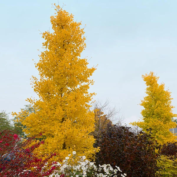 Goldspire Ginkgo Tree