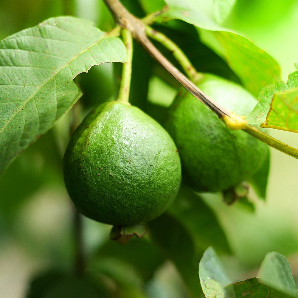 Guava Tree 'Ruby Supreme' - Image 3