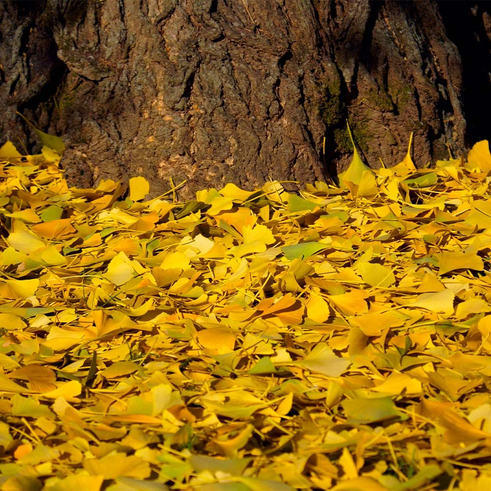Ginkgo Tree - Image 4
