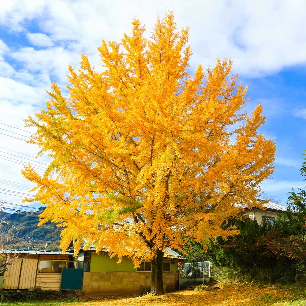 Ginkgo Tree - Image 2