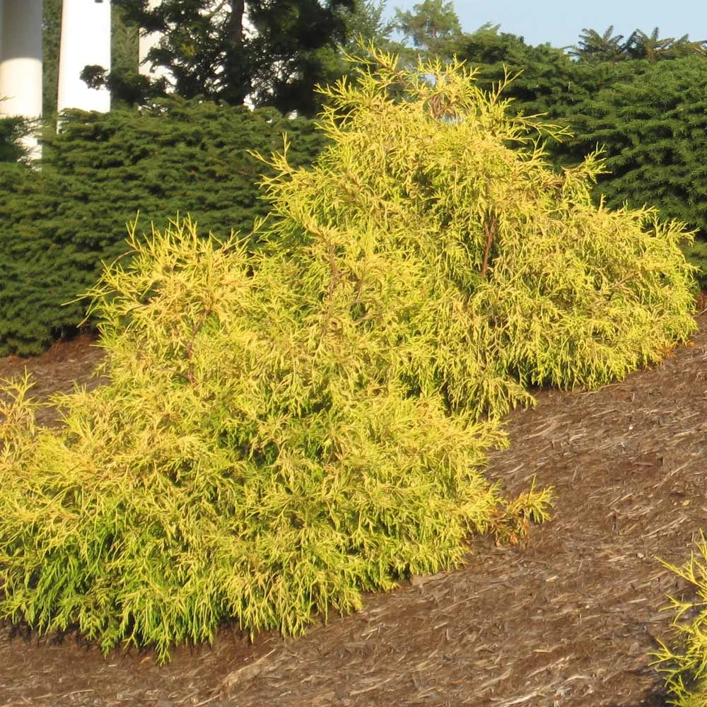 Gold Mop Cypress Tree - Image 2
