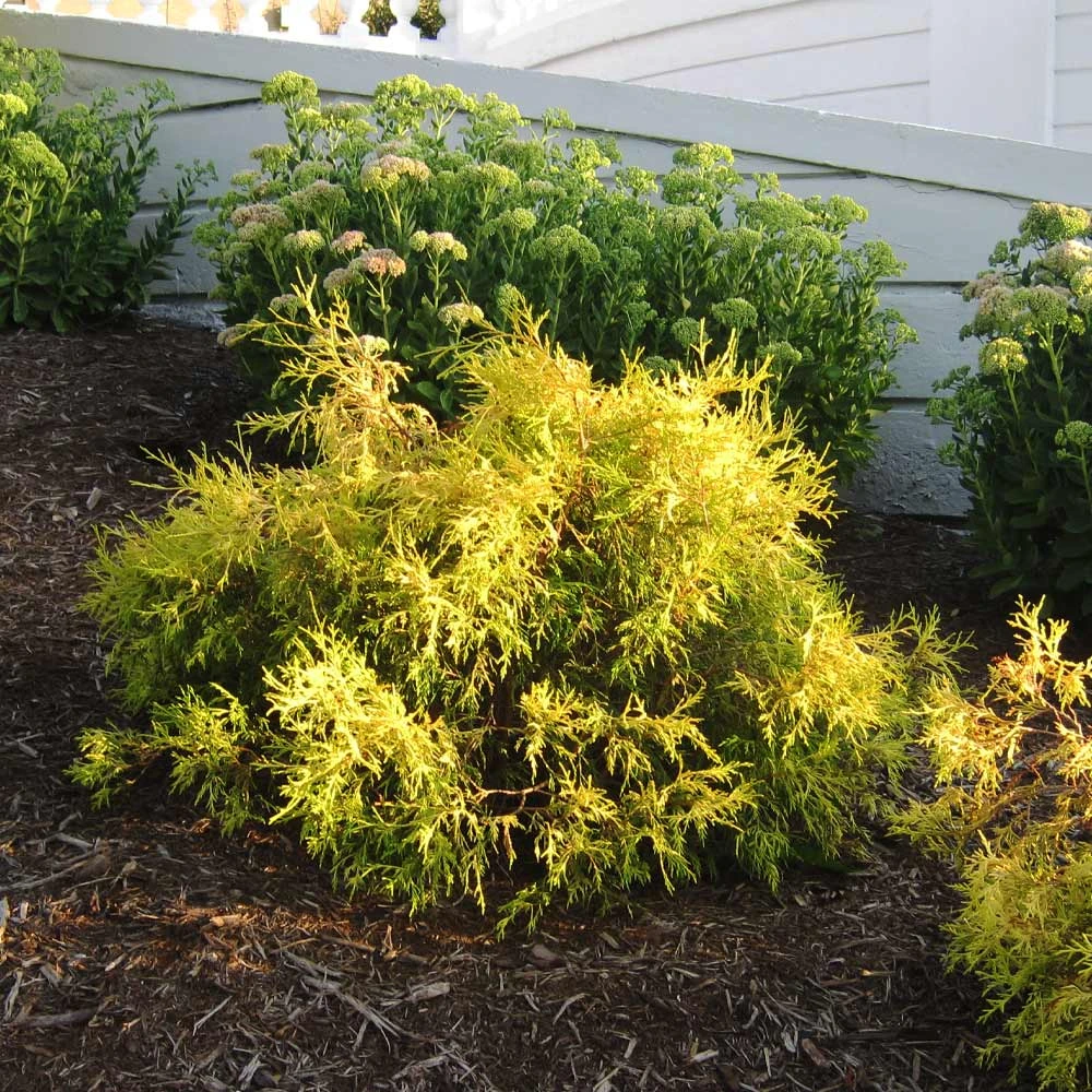 Gold Mop Cypress Tree - Image 4
