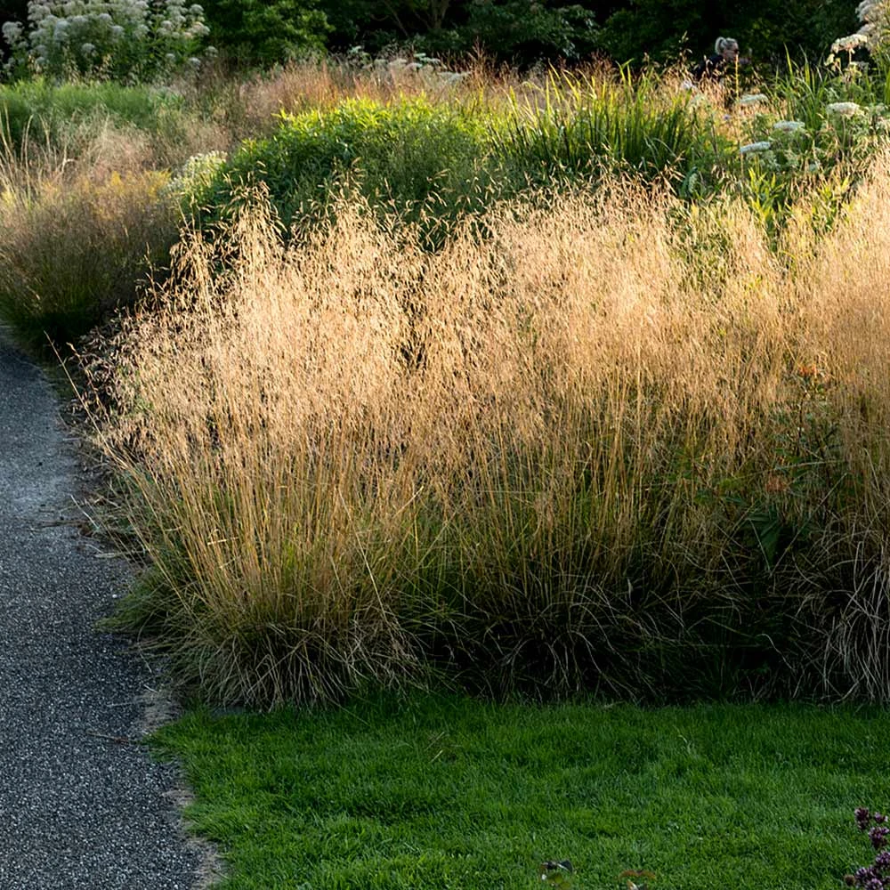 Golden Dew Tufted Hair Grass - Image 2