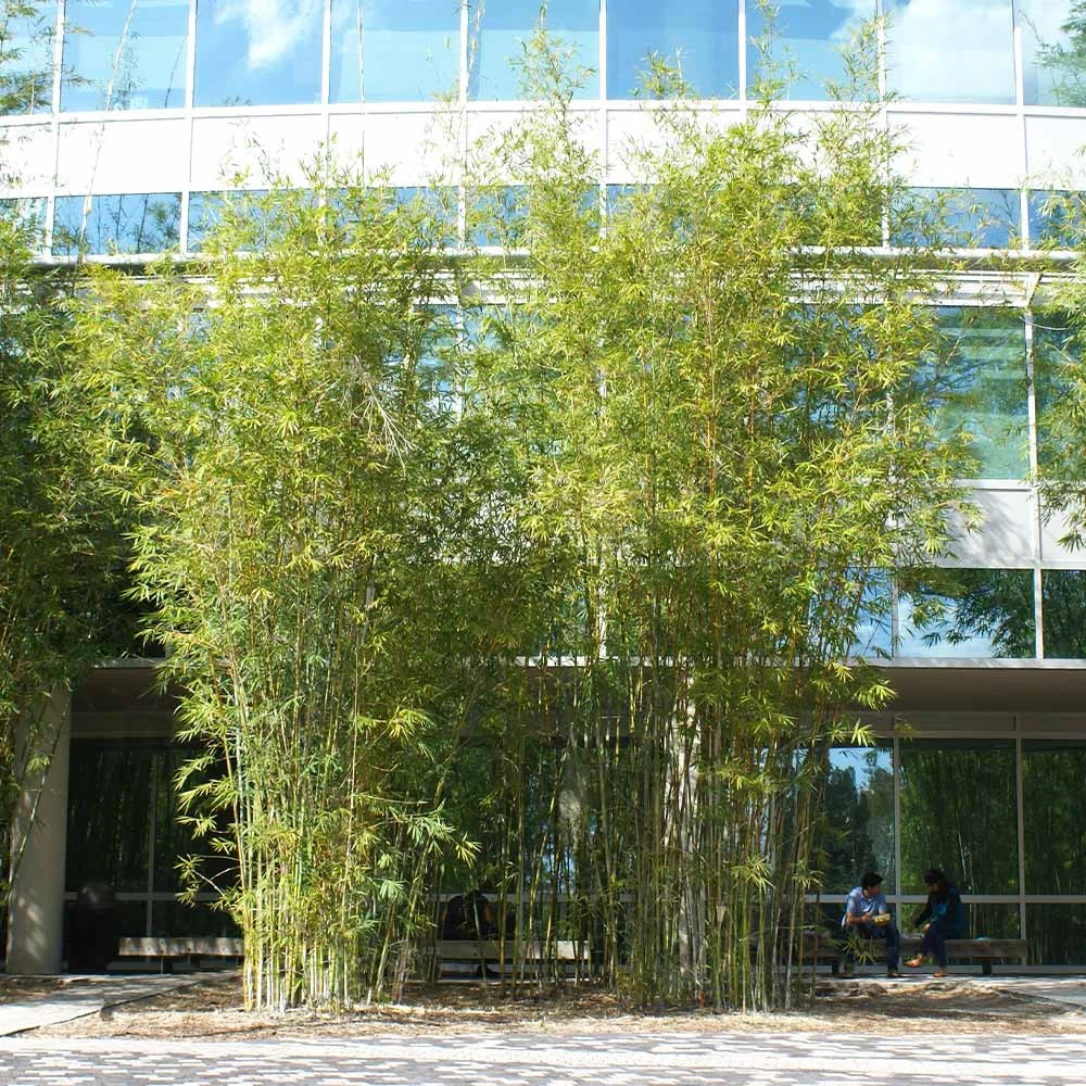 Graceful Bamboo - Image 4